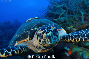 Hawksbill Close Encounters @ Wall Dive, Site Name: Two fo... by Pedro Padilla 